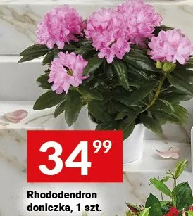 Rhododendron doniczka promocja w Twój Market