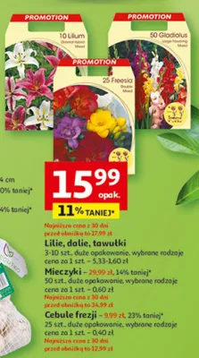 Mieczyki promocja w Auchan