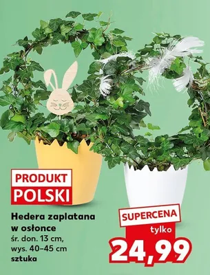 Hedera zaplatana w osłonce promocja w Kaufland