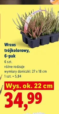 Wrzos trójkolorowy 6-pak promocja w Lidl