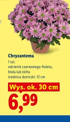 Chryzantema odcienie czerwonego-fioletu średnica doniczki 12 cm wys. ok. 30 promocja w Lidl