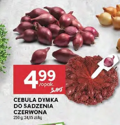 Cebula dymka czerwona do sadzenia promocja w Stokrotka
