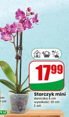 Storczyk mini doniczka 6cm wysokość 10cm promocja w Dino