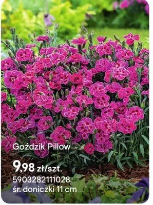 Goździk Pillow promocja w Castorama