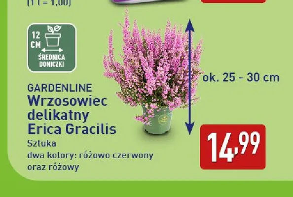 Wrzosowiec delikatny Erica Gracilis Gardenline promocja w Aldi