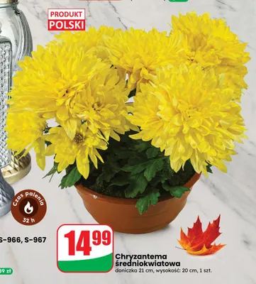 Chryzantema średniokwiatowa doniczka 21 cm wysokość 20 promocja w Dino