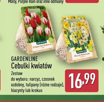 Cebulki kwiatów narcyz Gardenline promocja w Aldi