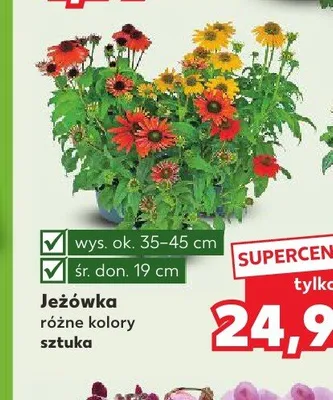 Jeżówka promocja w Kaufland