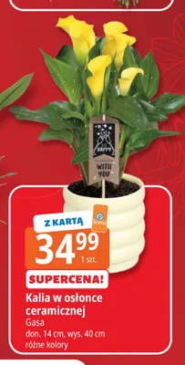 Kalia w osłonce ceramicznej Gasa don. 14cm wys. 40cm promocja w Leclerc