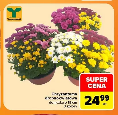 Chryzantema drobnokwiatowa doniczka ø 19 cm 3 kolory Tomaszewski promocja w Carrefour