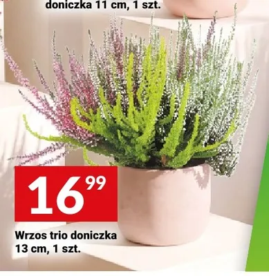 Wrzos trio promocja w Twój Market