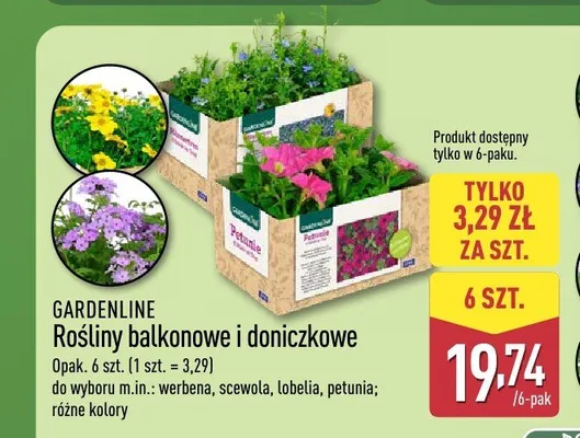 Rośliny balkonowe i doniczkowe GARDENLINE promocja w Aldi