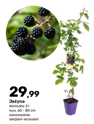 Krzew owocowy Jeżyna doniczka 2 l wys. 60-80 cm promocja w Bricomarche
