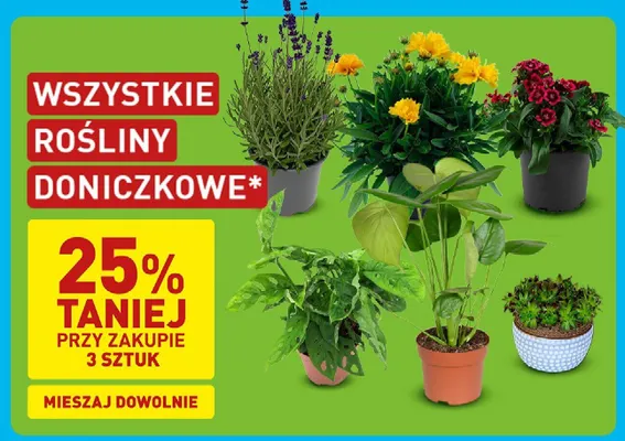 Rośliny doniczkowe promocja w Aldi