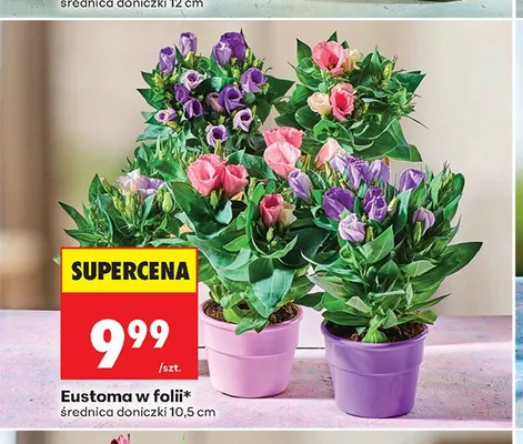 Eustoma w folii promocja w Biedronka