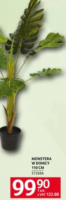 Monstera w donicy 110cm promocja w Selgros