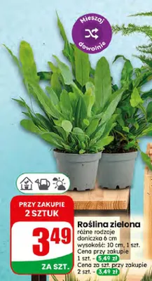 Roślina zielona promocja w Dino
