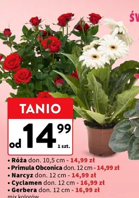 Cyclamen promocja w Intermarche