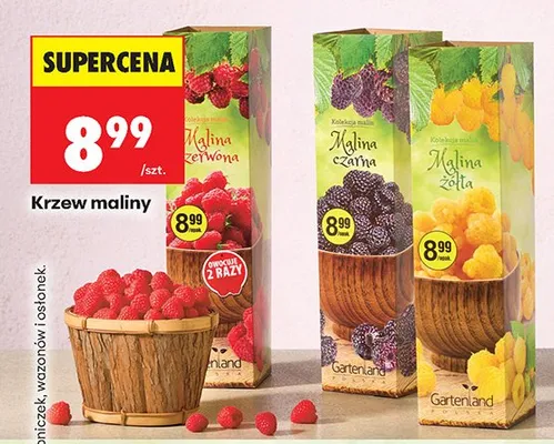 Krzew maliny, różne rodzaje promocja w Biedronka