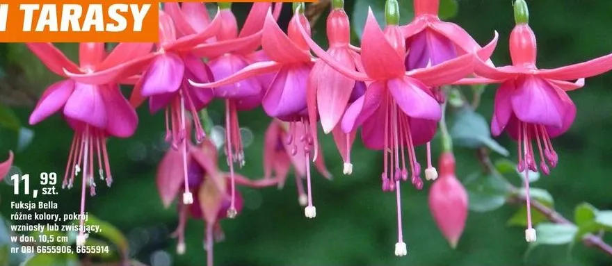 Fuksja Bella różne kolory, pokrój wzniosły lub zwiślący promocja w OBI