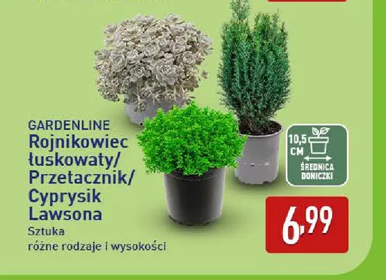 Przetacznik Gardenline promocja w Aldi