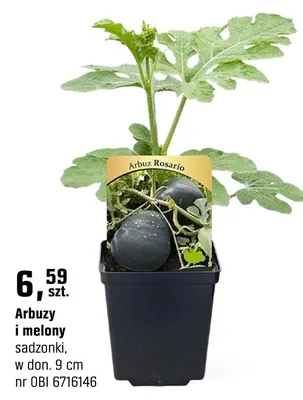 Arbuzy i melony sadzonki (9 cm) promocja w OBI