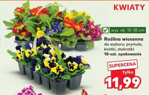 Roślina wiosenna: prymule promocja w Kaufland