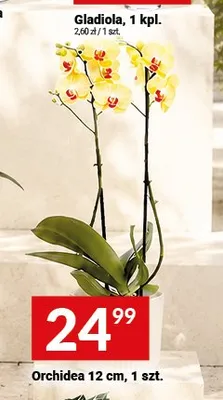 Orchidea promocja w Twój Market