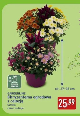 Chryzantema ogrodowa z celozją Gardenline promocja w Aldi
