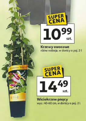 Krzewy owocowe różne rodzaje promocja w Auchan