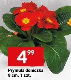 Prymula doniczka 9 cm, 1 szt. promocja w Twój Market