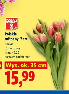 Polskie tulipany 7-pak promocja w Lidl