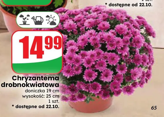 Chryzantema drobnokwiatowa promocja w Dino