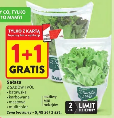 Sałata batavska, karbowana, oakleaf, multicolor możliwy mix i rodzajów promocja w Intermarche