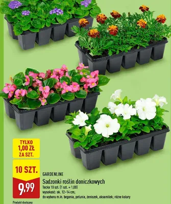 Sadzonki roślin doniczkowych promocja w Aldi