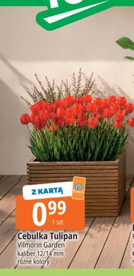 Cebulka Tulipan Vilmorin Garden kaliber 12/14 mm promocja w Leclerc