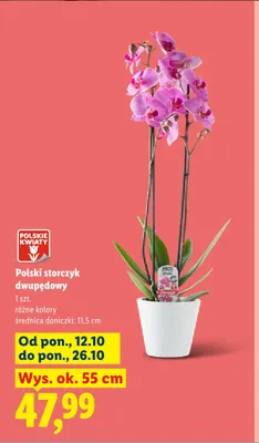 Polski storczyk dwupędowy promocja w Lidl