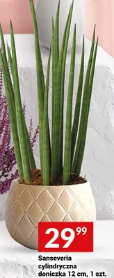 Sanseveria cylindryczna doniczka 12 cm, 1 szt. promocja w Twój Market