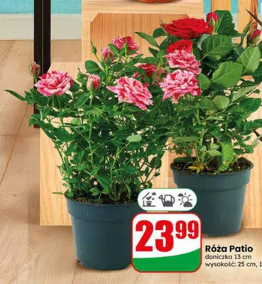 Róża Patio doniczka 13 cm promocja w Dino