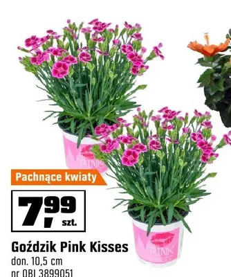 Goździk Pink Kisses don. 10,5cm promocja w OBI