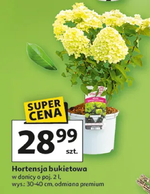Hortensja bukietowa w donicy promocja w Auchan