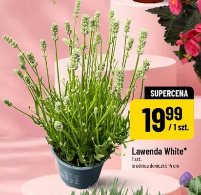 Lawenda White średnica doniczki: 14cm promocja w POLOmarket