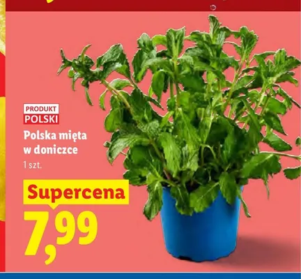 Polska mięta w doniczce Ryneczek Lidla promocja w Lidl