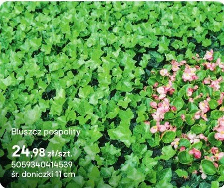 Bluszcz pospolity promocja w Castorama