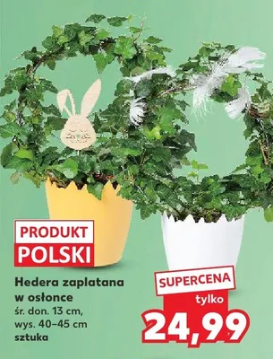 Hedera zaplatana w osłonce śr. don. 13 cm promocja w Kaufland
