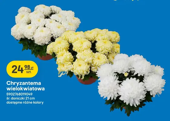 Chryzantema wielokwiatowa promocja w Castorama