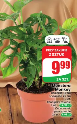 Monstera Monkey promocja w Dino