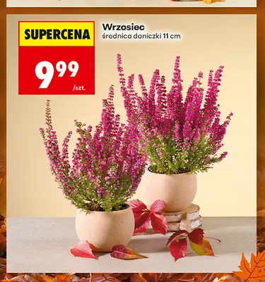 Wrzosiec promocja w Biedronka
