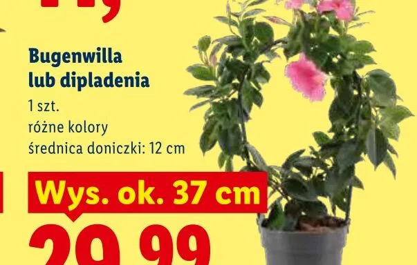 Bugenwilla lub dipladenia promocja w Lidl