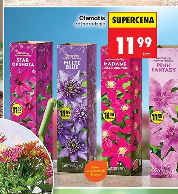 Clematis Multi Blue promocja w Biedronka